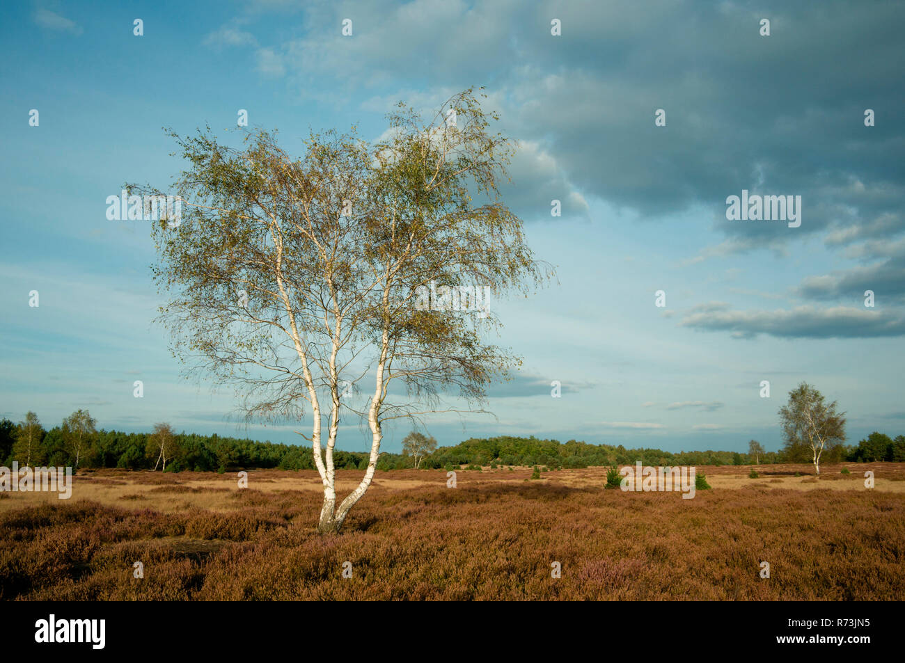 Bouleau (Betula pendula), Landes, parc naturel, Niederlausitzer Heidelandschaft, Forsthaus Proesa, Bad Liebenwerda, Brandebourg, Allemagne Banque D'Images