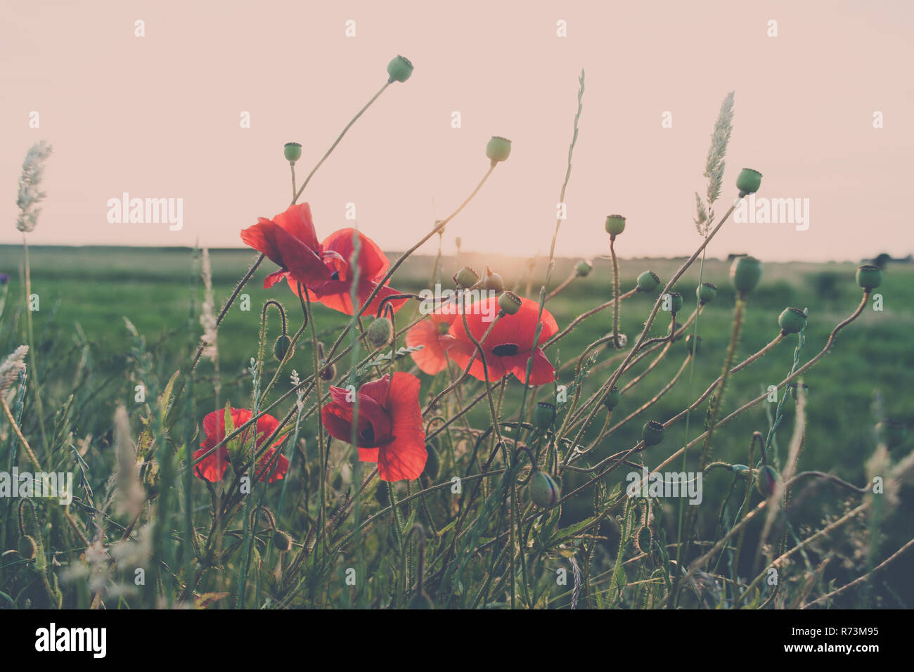 Un champ de coquelicots en fleurs rouge contre le soleil couchant. Une image romantique de l'atmosphère avec de beaux éclairs et un coucher de soleil Banque D'Images