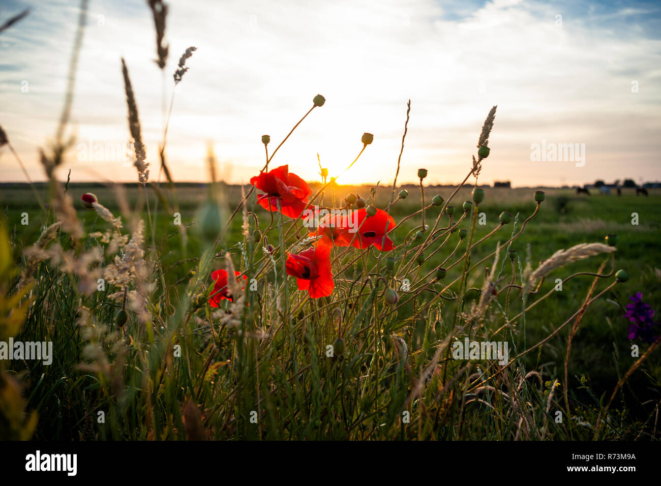 Un champ de coquelicots en fleurs rouge contre le soleil couchant. Une image romantique de l'atmosphère avec de beaux éclairs et un coucher de soleil Banque D'Images