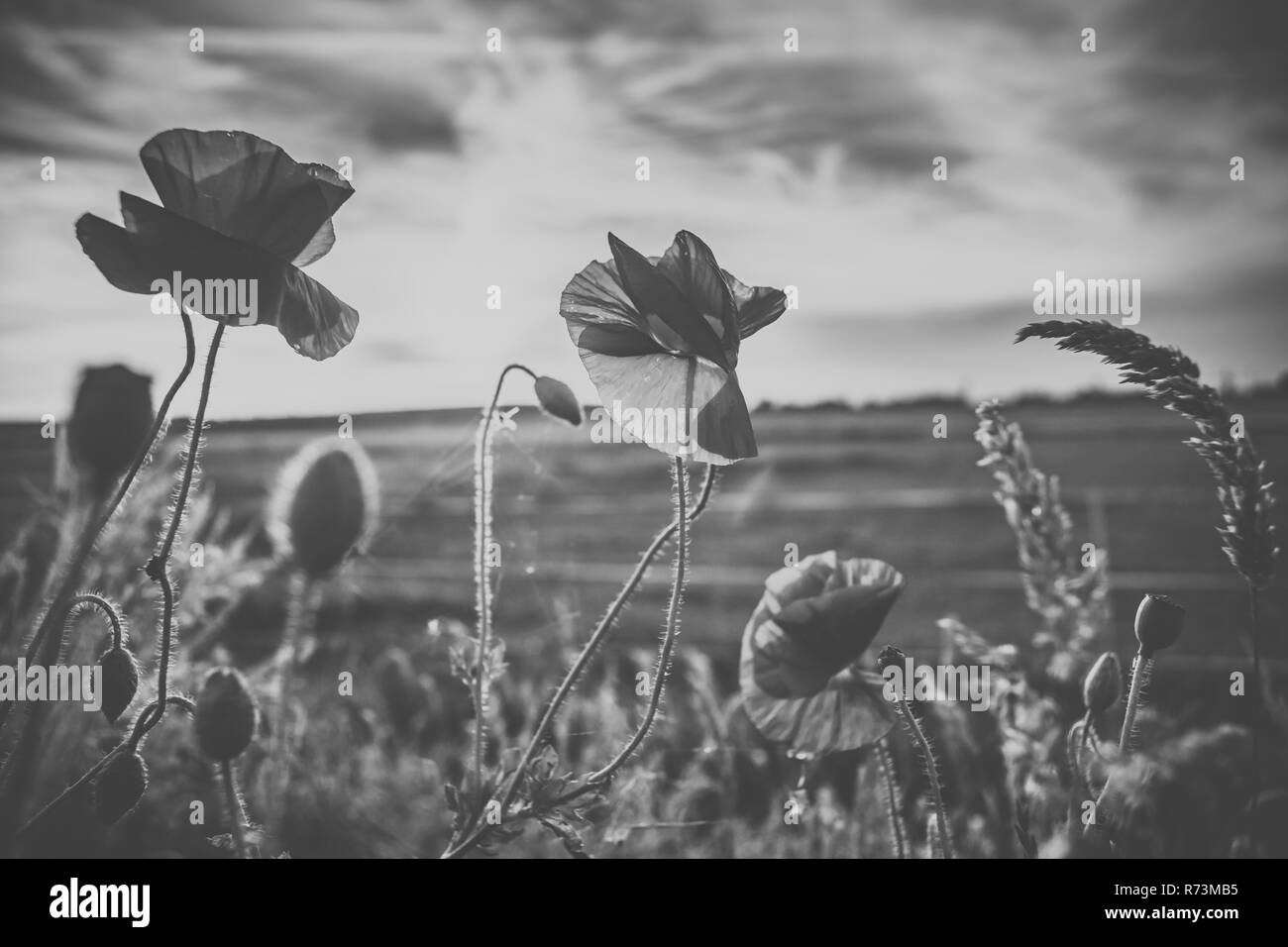 Coquelicots rouges à la fin du printemps le long de la route. Fleurs sur le terrain entre les hautes herbes pendant le coucher du soleil dans le paysage hollandais Banque D'Images