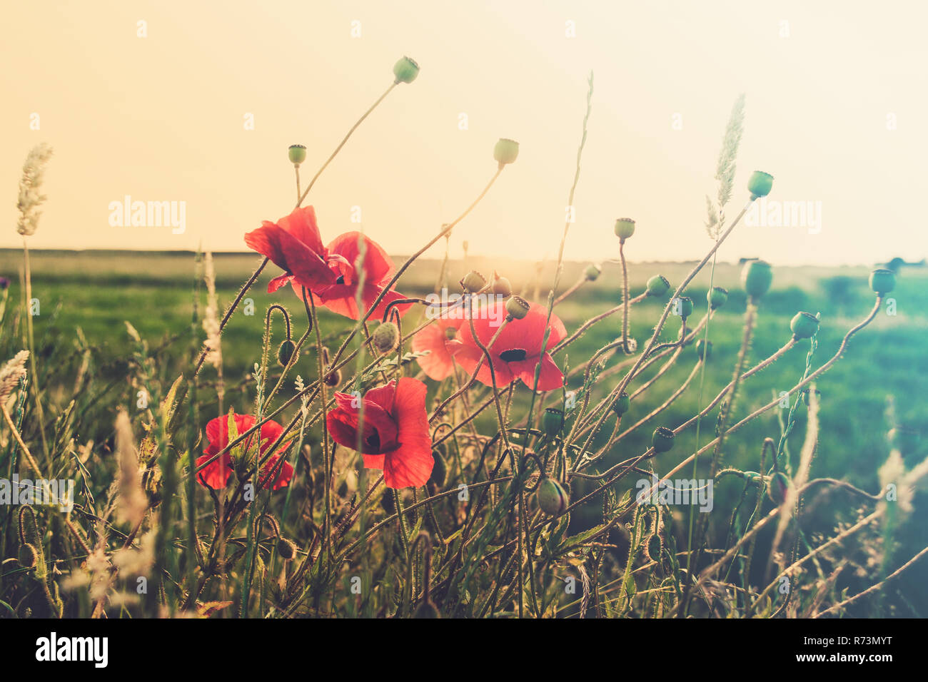 Un champ de coquelicots en fleurs rouge contre le soleil couchant. Une image romantique de l'atmosphère avec de beaux éclairs et un coucher de soleil Banque D'Images