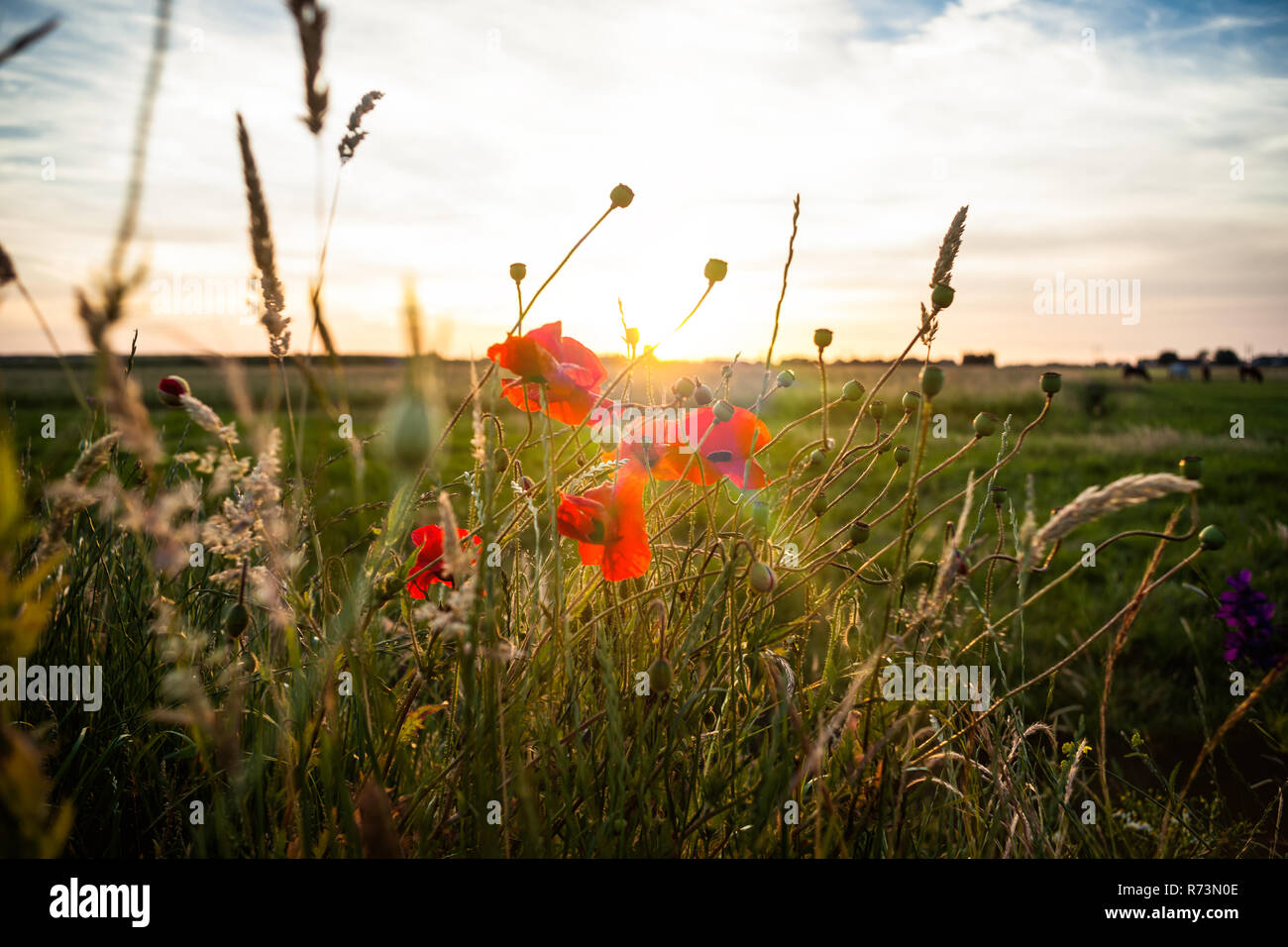 Un champ de coquelicots en fleurs rouge contre le soleil couchant. Une image romantique de l'atmosphère avec de beaux éclairs et un coucher de soleil Banque D'Images