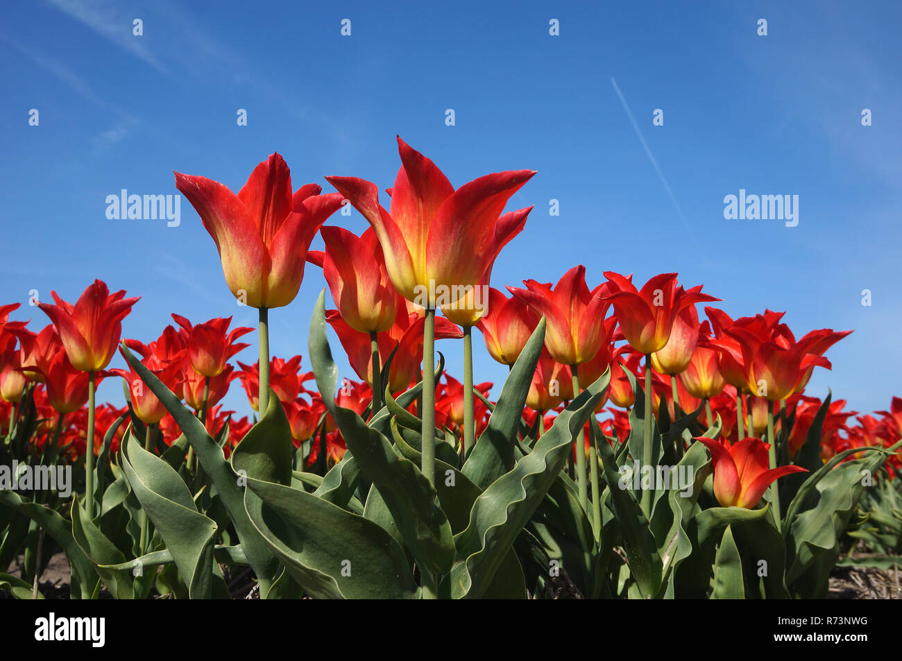 Détail d'un tulipfield rouge en pleine floraison, Noordwijkerhout, Boillenstreek, Pays-Bas Banque D'Images