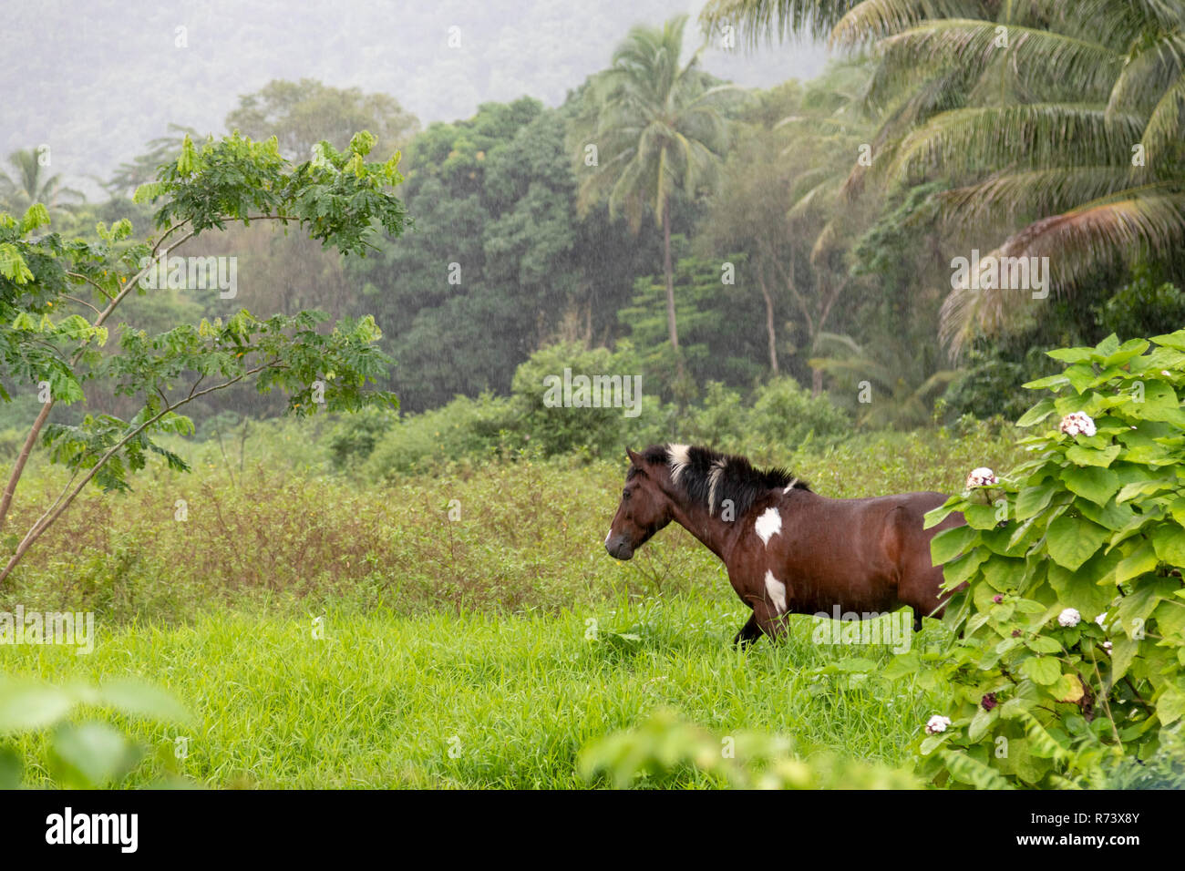 L'un des chevaux sauvages qui errent la Waipi'o Valley sur la grande île d'Hawaï. Banque D'Images