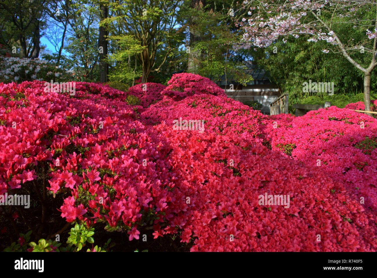 Azalias rouge brillant dans le jardin de thé japonais Banque D'Images