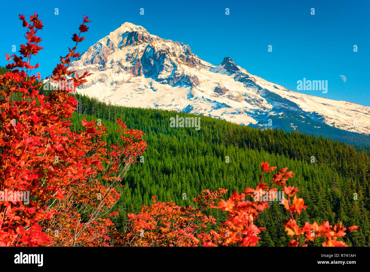 Début de la neige sur Mt. Contraste capot joliment dans ce paysage d'automne d'un écrin de forêt, ciel bleu et des couleurs de premier plan automne lumineux arbuste. rsh Banque D'Images