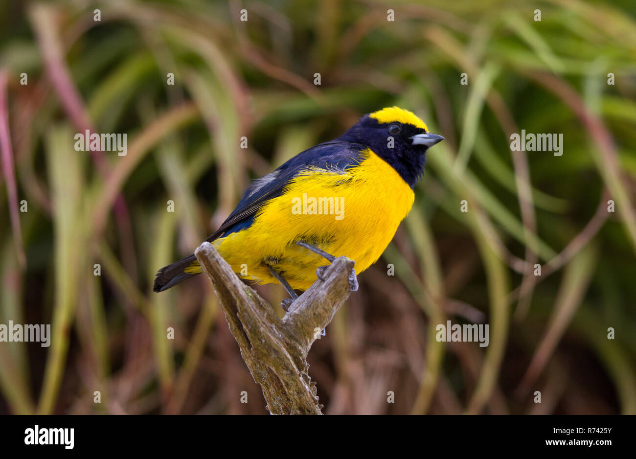 À couronne jaune (Euphonia Euphonia luteicapilla) Banque D'Images
