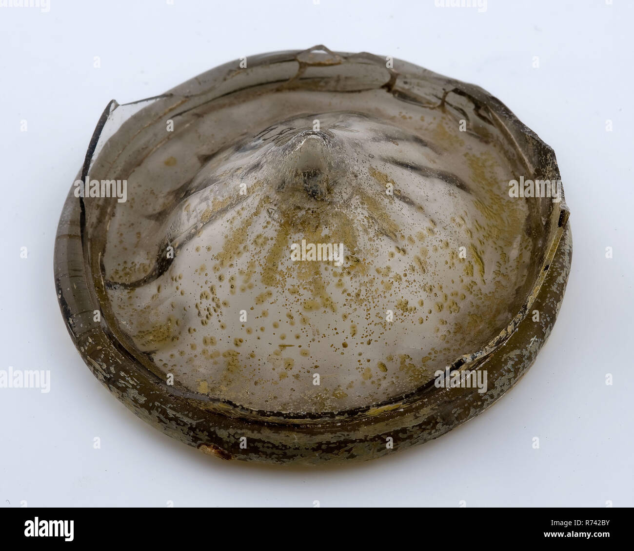 Fragment vert de bécher, avec burr dans lequel touche verte, bécher en verre verre bottomfound, archéologie le centre-ville de Rotterdam Stadsdriehoek nouveau port de Rotterdam Nieuwe Haven découverte du sol 1er tour fosse Banque D'Images