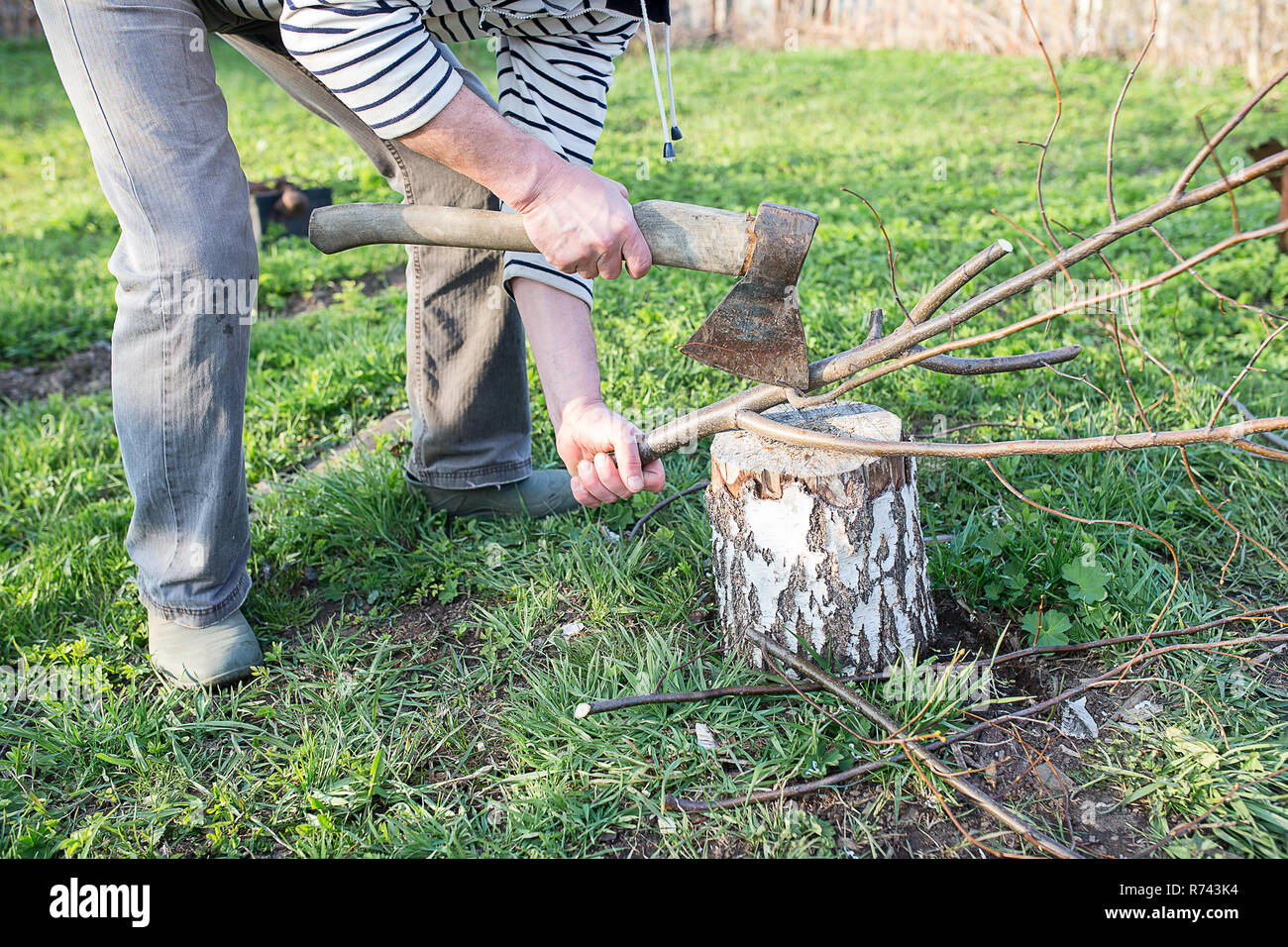 Close-up of male hands hacher le bois, branche d'arbre sur moignon avec old rusty ax Banque D'Images