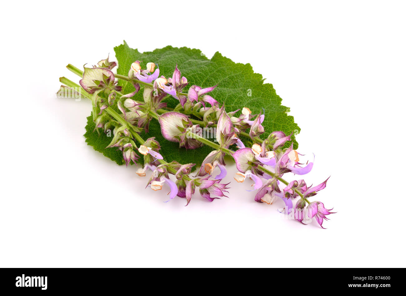 Salvia sclarea, Clary, ou sauge sclarée, est une bisannuelle ou vivace herbacée à courte durée de vie dans le genre Salvia. Isolé sur fond blanc. Banque D'Images