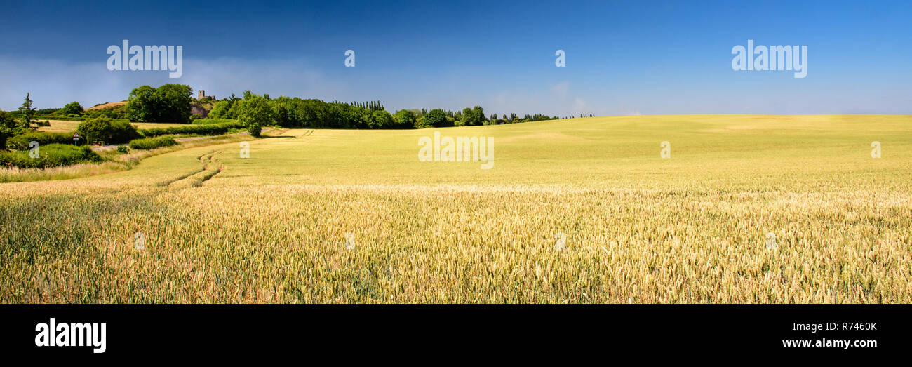 Soleil d'été brille sur une récolte de blé mûrs dans un grand champ sur le paysage vallonné du Leicestershire, avec Breedon-on-the-Hill derrière l'Église. Banque D'Images