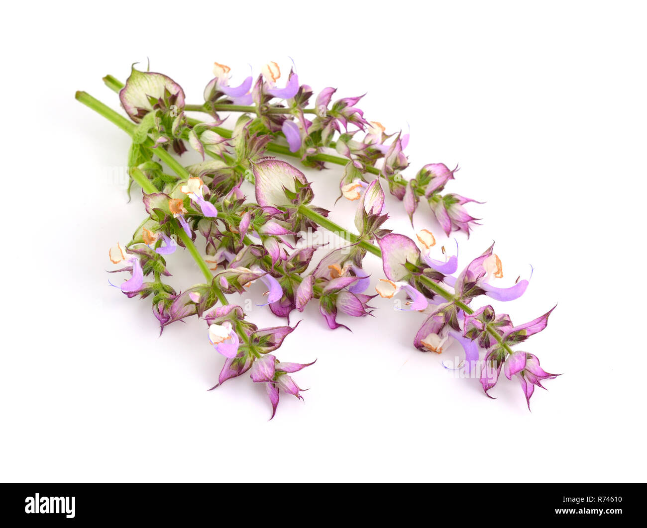 Salvia sclarea, Clary, ou sauge sclarée, est une bisannuelle ou vivace herbacée à courte durée de vie dans le genre Salvia. Isolé sur fond blanc. Banque D'Images