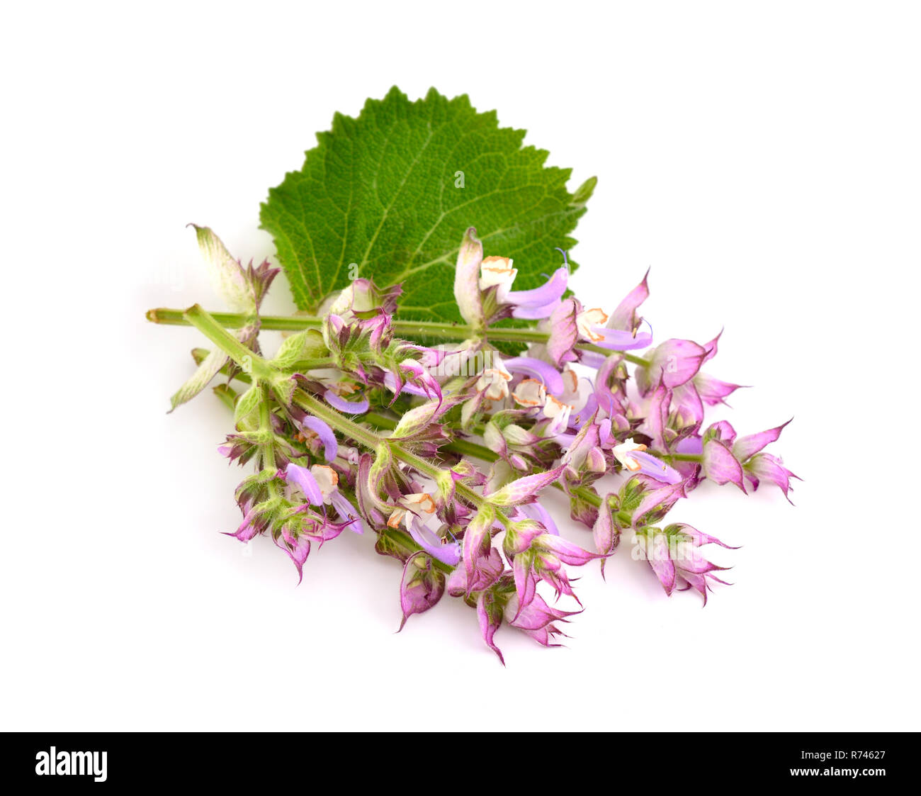 Salvia sclarea, Clary, ou sauge sclarée, est une bisannuelle ou vivace herbacée à courte durée de vie dans le genre Salvia. Isolé sur fond blanc. Banque D'Images