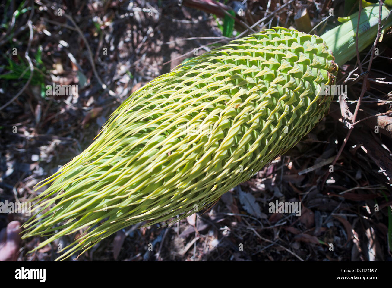 Macrozamia ridlei, Zambia Palm, végétation indigène australienne et terre de brousse à Wanneroo, Perth, Australie occidentale femme fleur sauvage, 6 de 11 Banque D'Images