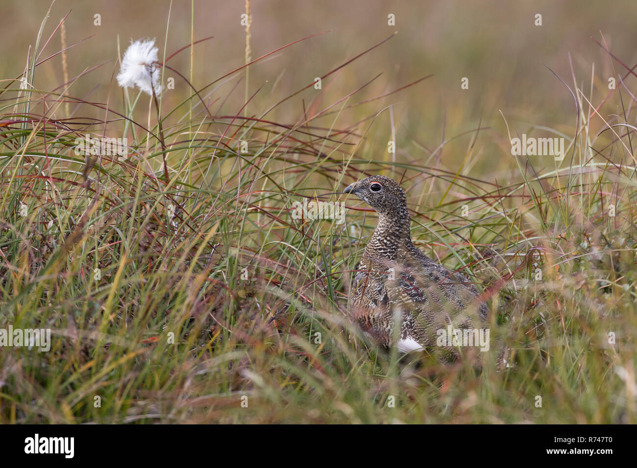 Alpen-Schneehuhn, Alpenschneehuhn, Lagopus muta, Schneehuhn, Lagopus mutus, le lagopède, le lagopède alpin, le Lagopède alpin Banque D'Images