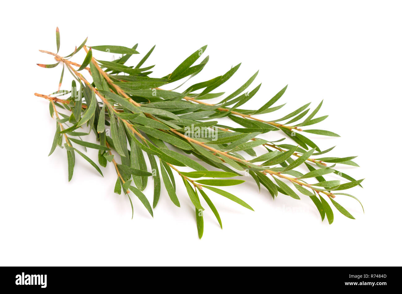 Melaleuca brindilles. Isolé sur fond blanc. Banque D'Images