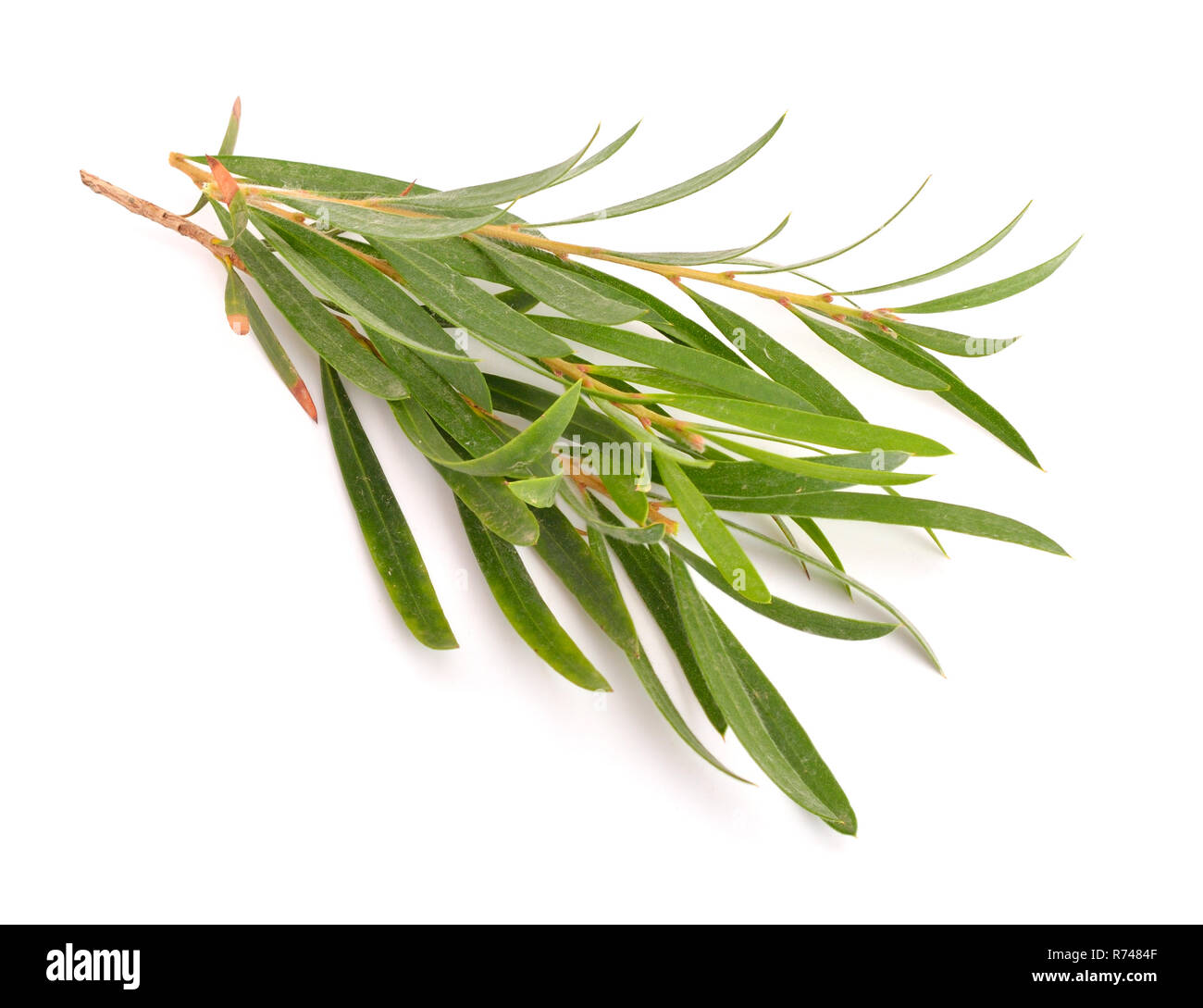 Melaleuca brindilles. Isolé sur fond blanc. Banque D'Images
