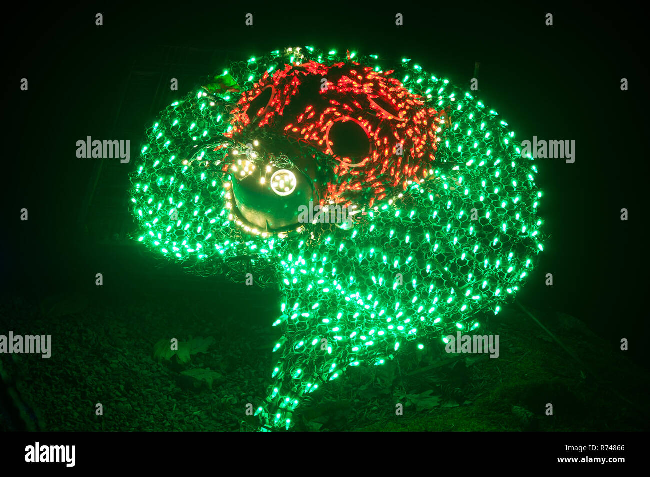 Lumières de Noël inhabituelle dans la nuit d'une coccinelle sur une feuille dans la nuit. De superbes vacances d'affichage d'un bug ou d'oiseaux préférés dame d'insectes. Banque D'Images