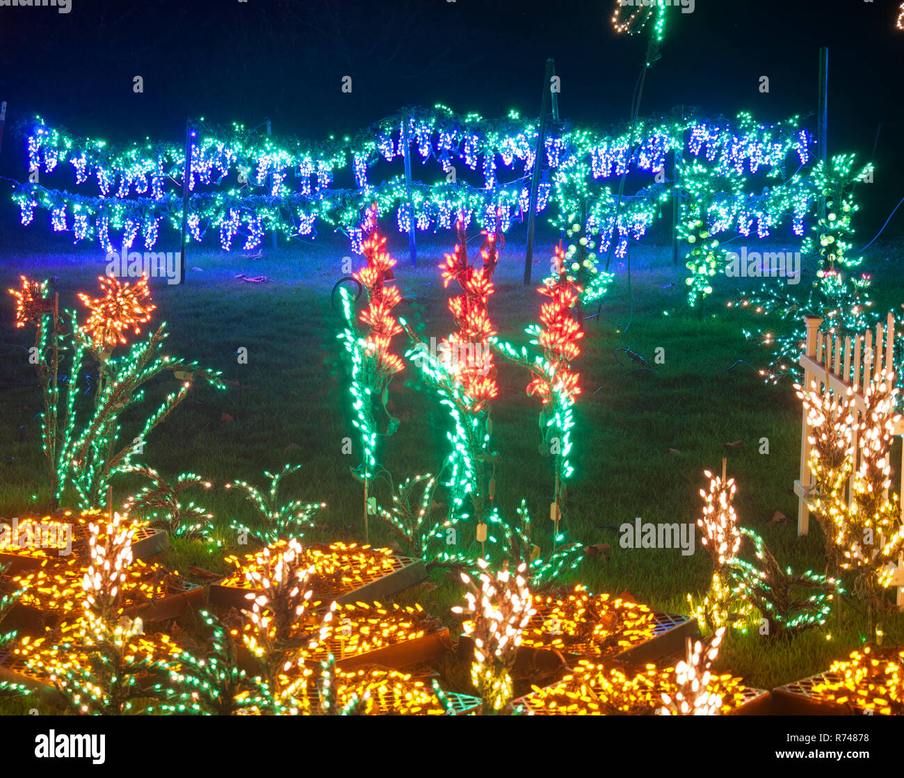 Jardin magnifique scène de lumières de Noël de nuit dispose de fleurs et de raisins violets dans cette superbe maison de vacances insolites lieux. Banque D'Images