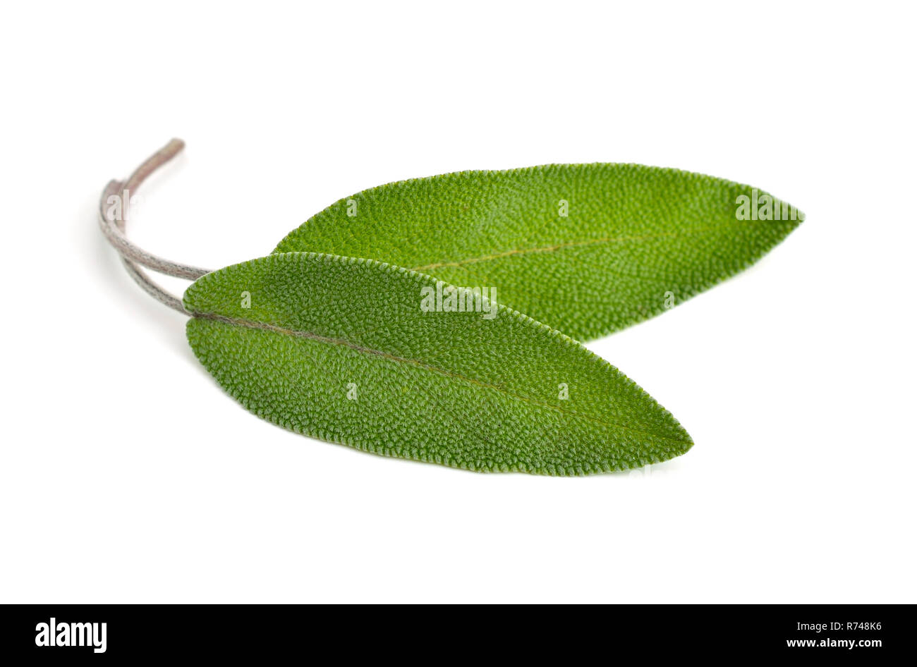 Feuilles de sauge (Salvia officinalis, également appelé jardin commun ou la sauge, sauge). Isolé sur fond blanc. Banque D'Images