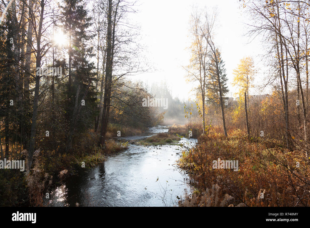 Paysage de rivière forestiers et de la brume dans la lumière du soleil d'automne, Lohja, le sud de la Finlande, Finlande Banque D'Images
