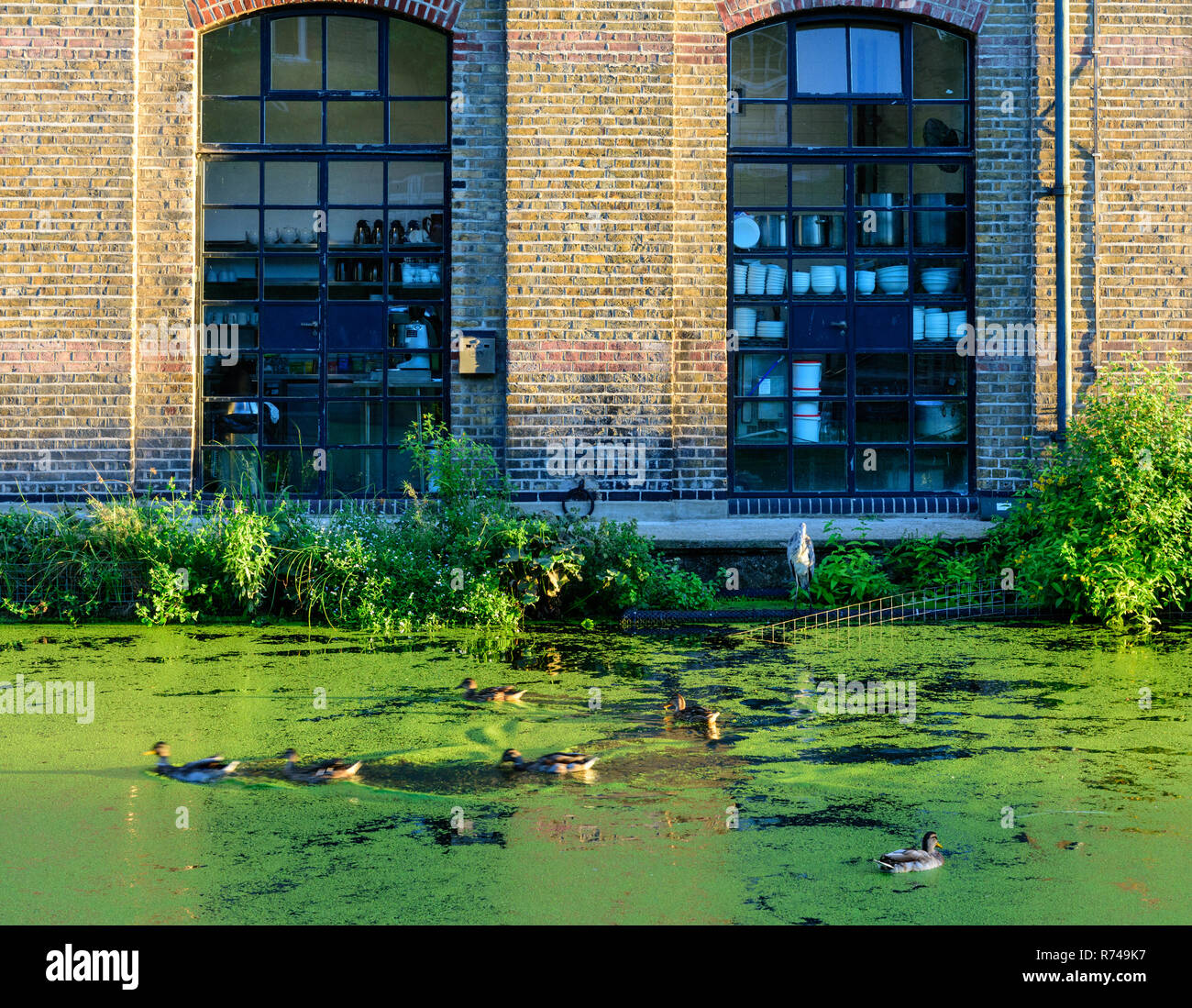 Un Héron, situé sur le côté d'un des entrepôts convertis en regard du London Regent's Canal, où les canards nagent dans les mauvaises herbes de l'étang, dans Islington. Banque D'Images
