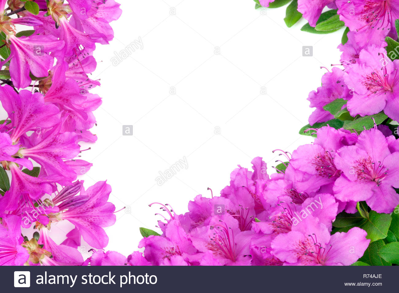 Azalées Japonais Pourpre Isolé Sur Fond Blanc Focus