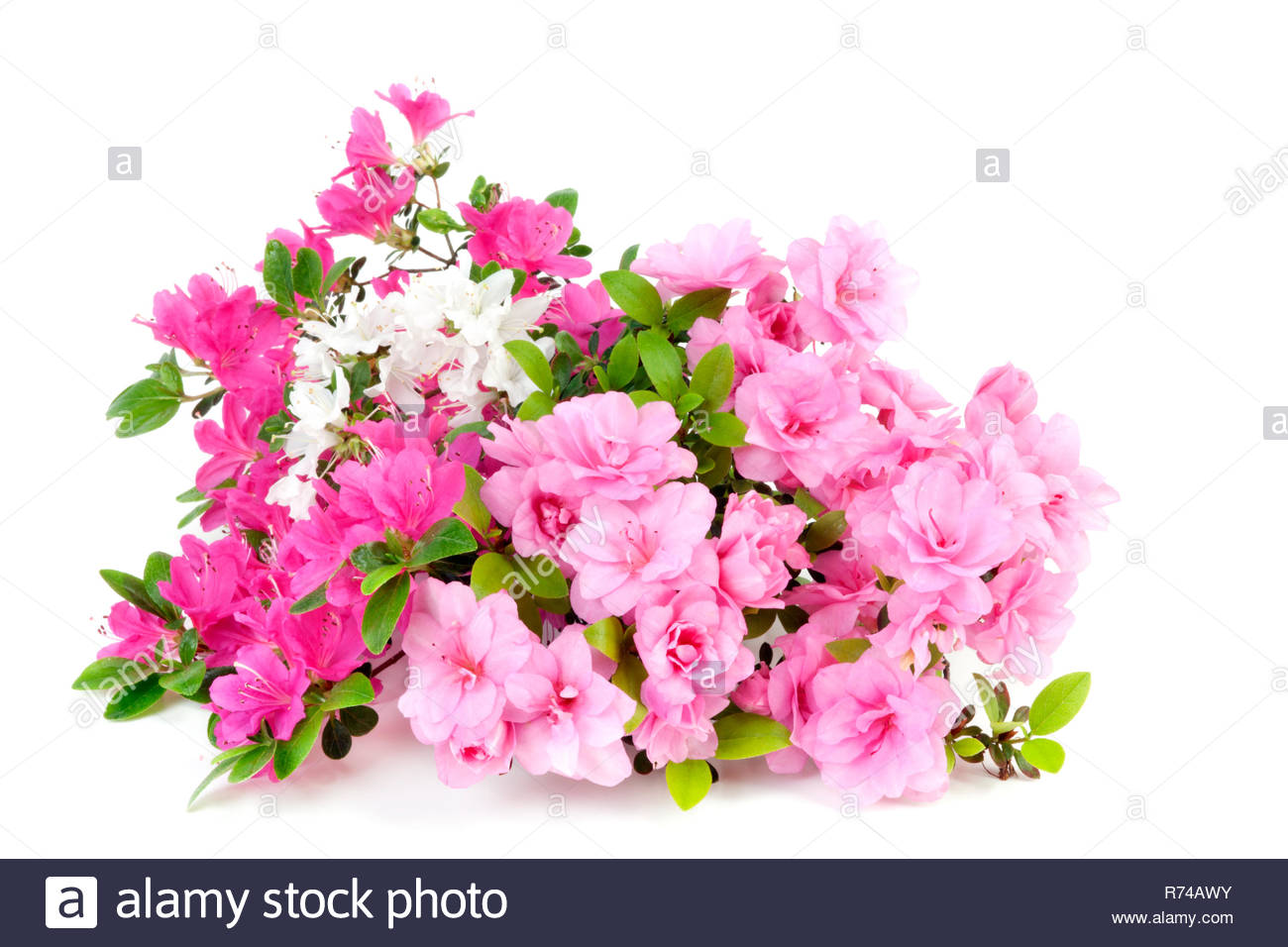 Azalée Japonaise Rose Isolé Sur Fond Blanc Focus Sélectif