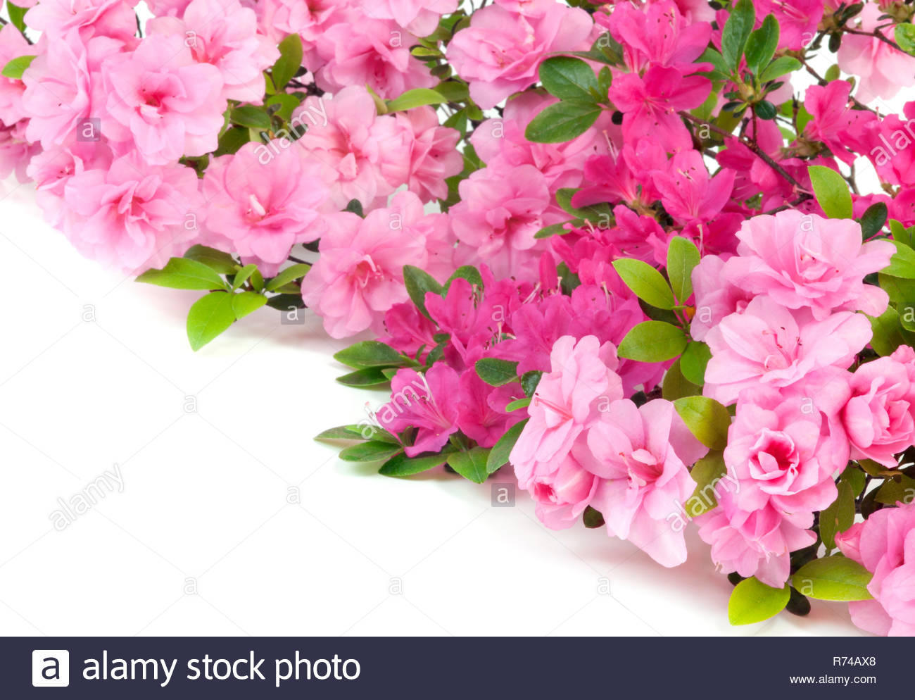 Azalée Japonaise Rose Isolé Sur Fond Blanc Focus Sélectif