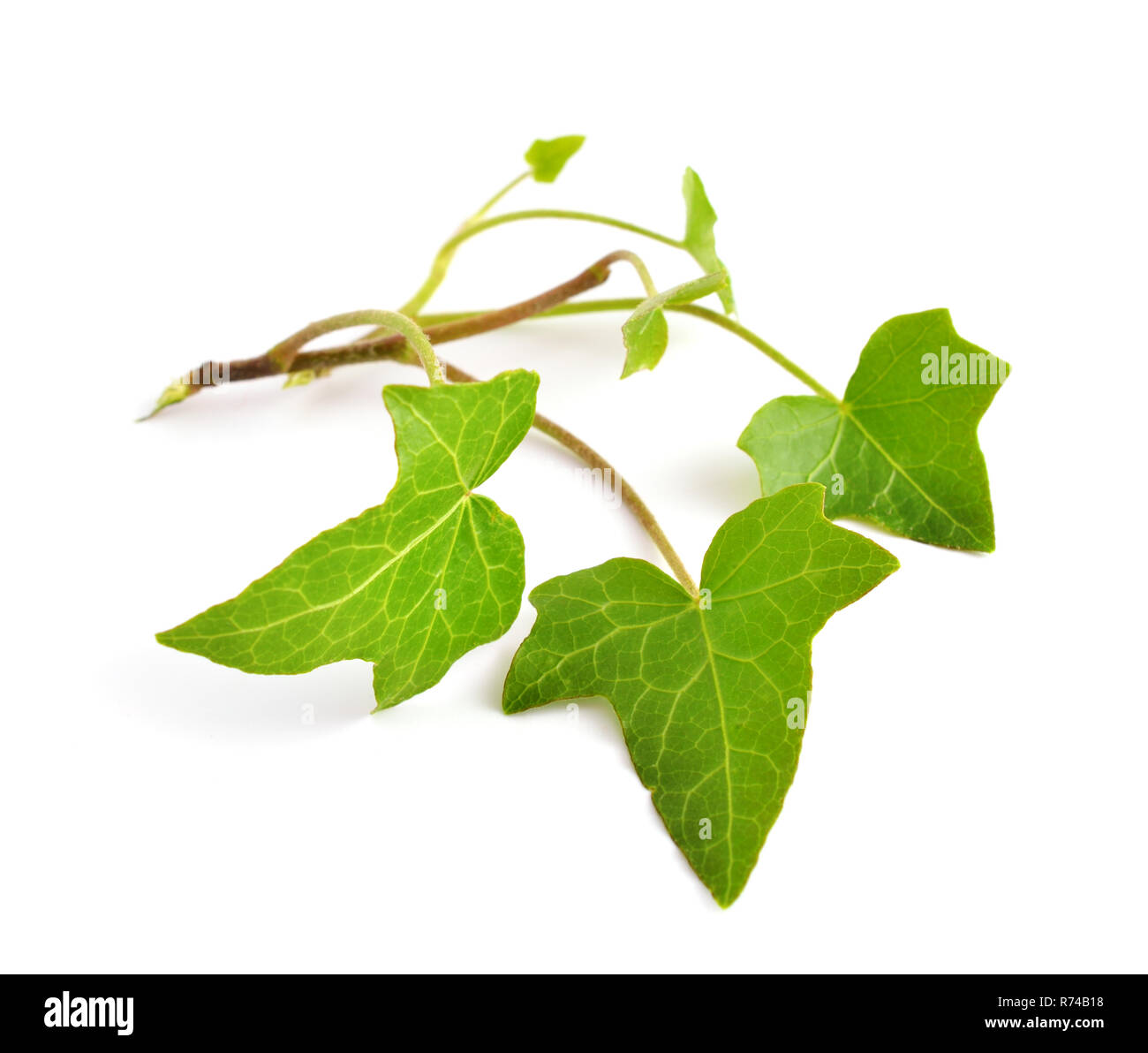 Hedera isolé sur fond blanc. Banque D'Images