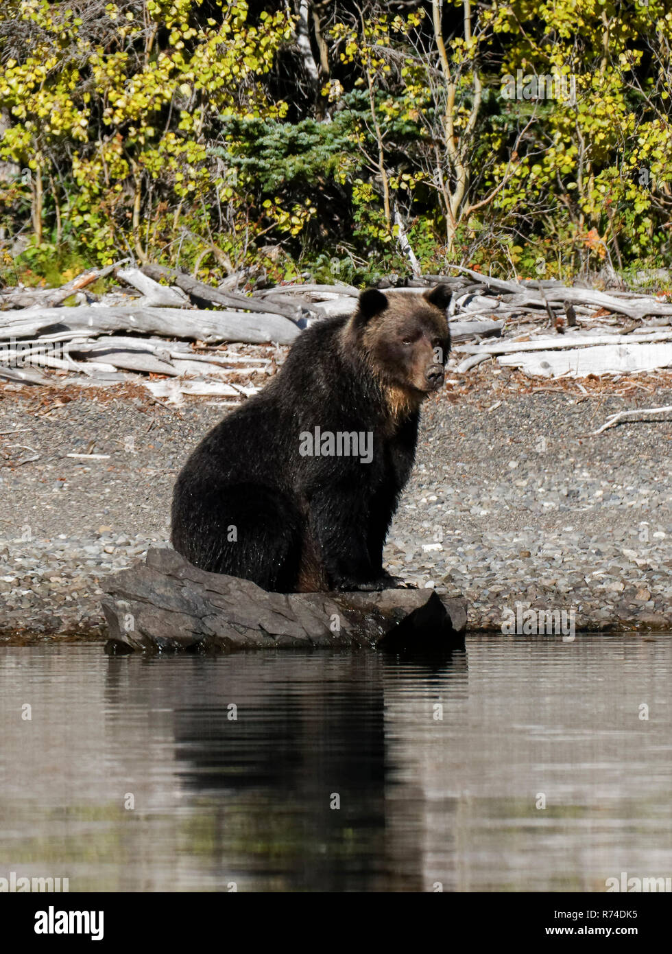 Mère grizzly et cub watching river Banque D'Images