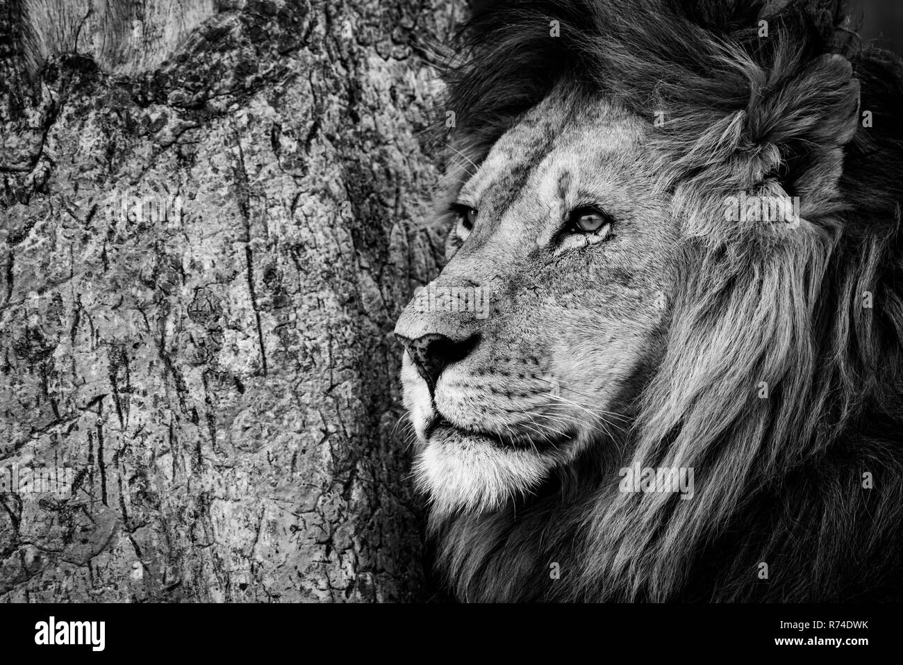 Mono close-up de lion par trunk Banque D'Images