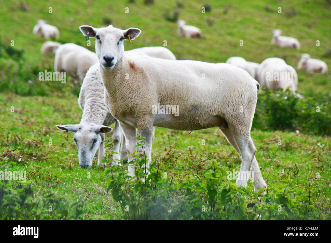 Moutons en Cornwall, UK Banque D'Images