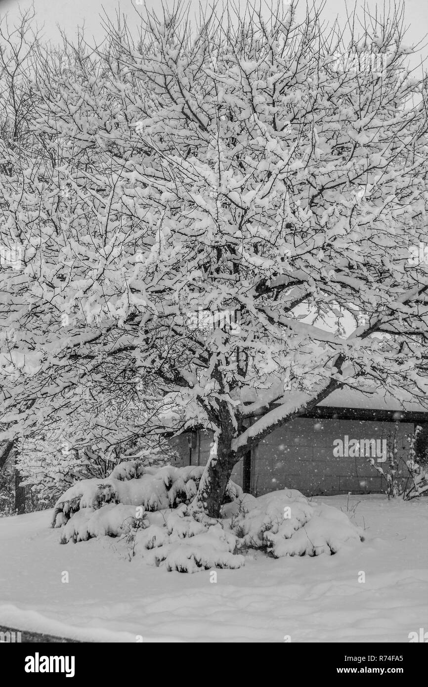 Stephen Gray (C) 2014 | Médias | http://media.seggmedia.com SEGG Banque D'Images