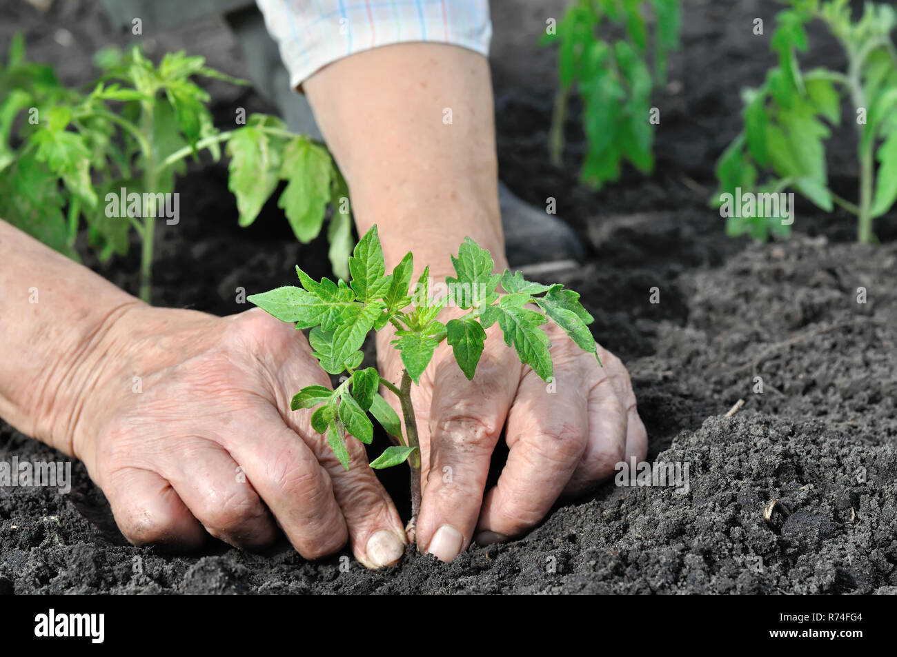 Close-up des mains du jardinier plantant un semis de tomates dans le potager Banque D'Images