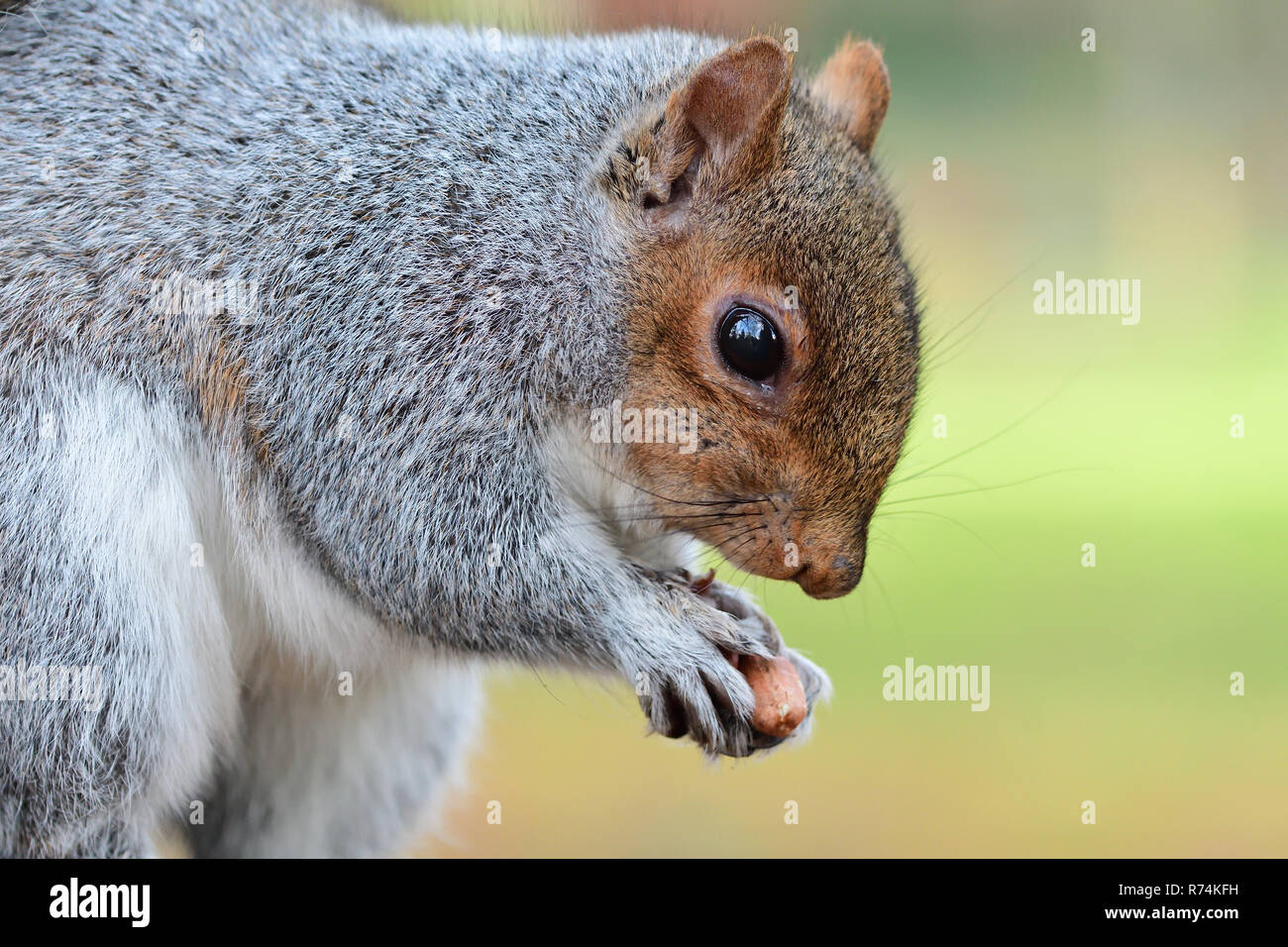 Close up d'un écureuil gris de manger une noix Banque D'Images