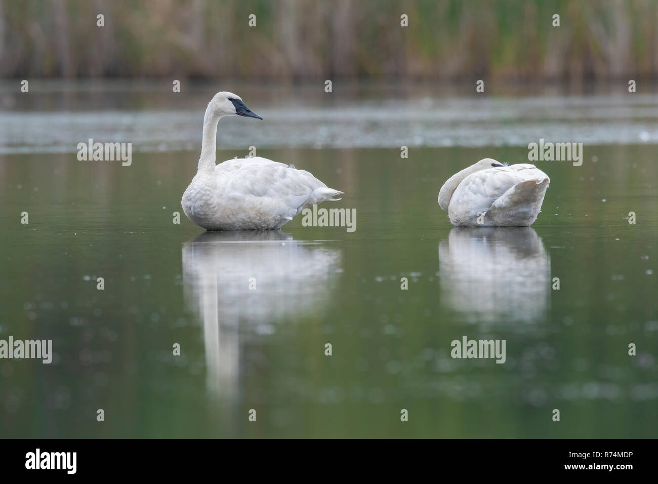 Paire de cygnes trompettes (Cygnus buccinator), MN, USA, la fin de l'été, par Dominique Braud/Dembinsky Assoc Photo Banque D'Images