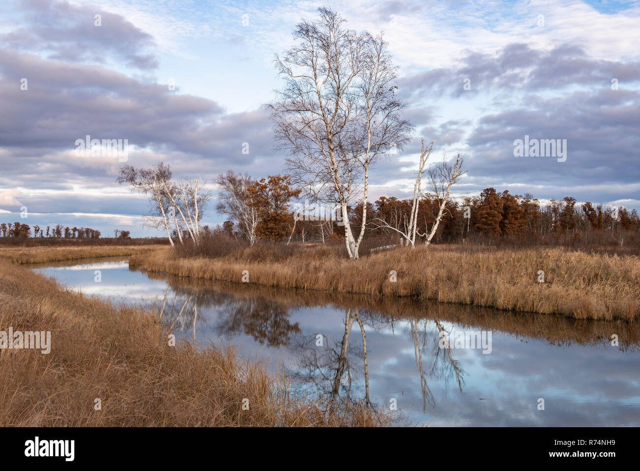 Les bouleaux (Betula papyrifera papier) au coucher du soleil. Crex Meadows WMA, Automne, Grantsburg, WI, États-Unis d'Amérique, par Dominique Braud/Dembinsky Assoc Photo Banque D'Images