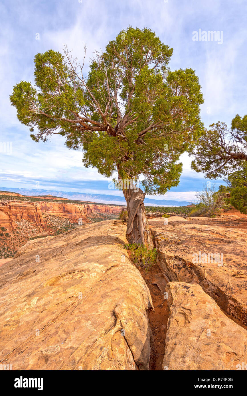 Genévrier de l'Utah, fruit des rochers Banque D'Images