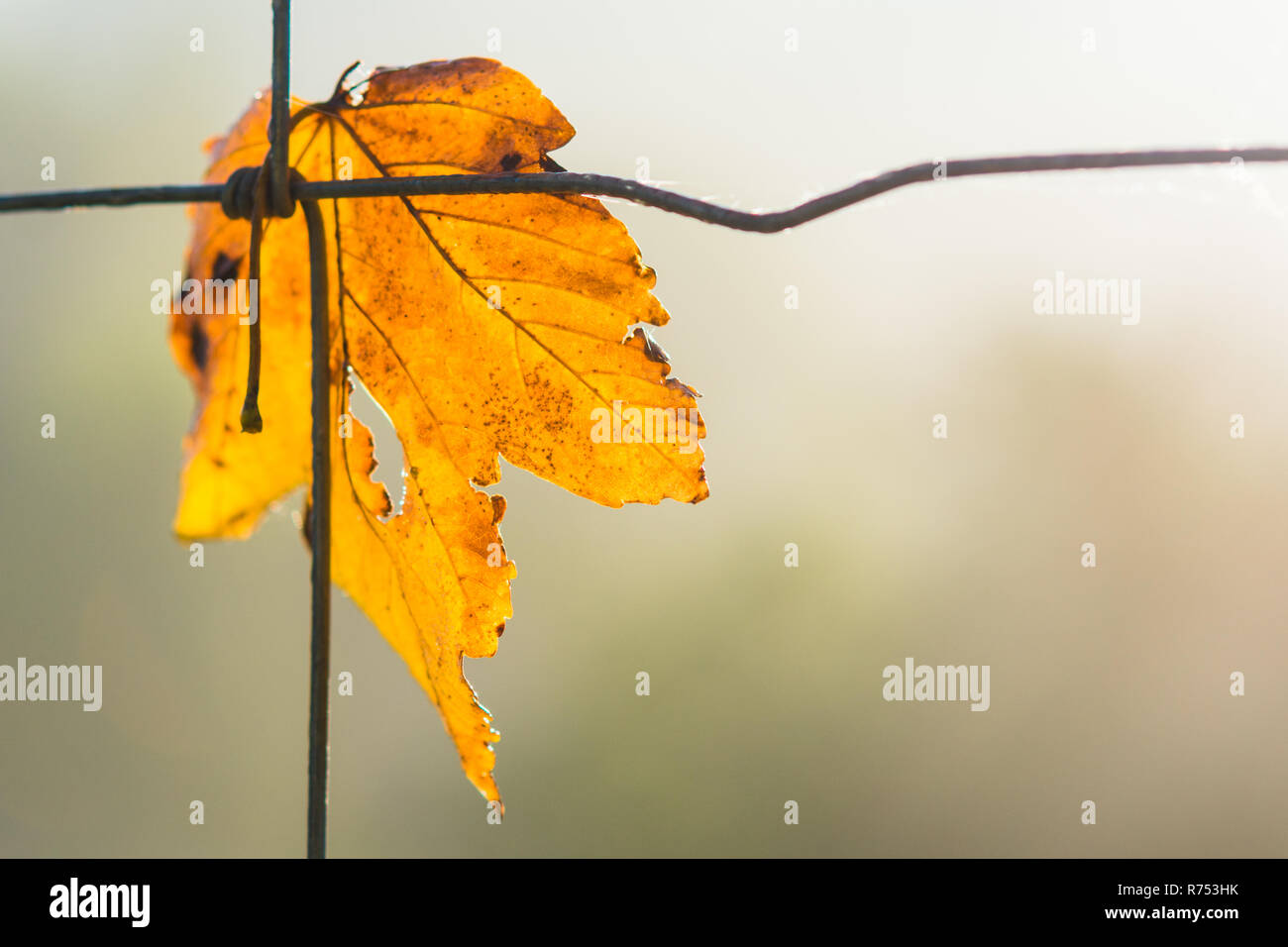 Feuille d'érable jaune symbolise l'automne. Acer. Beau gros plan de la feuille tombée à sec sur un fil de clôture. Floue fond naturel. Petite profondeur de champ. Banque D'Images