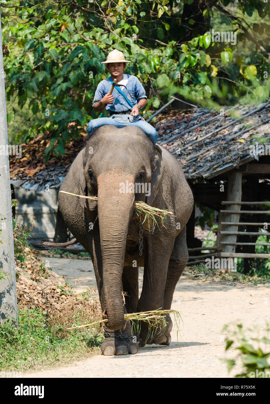 Mange de l'herbe de l'éléphant et son cavalier, Baan Tong Luang, Thaïlande Banque D'Images