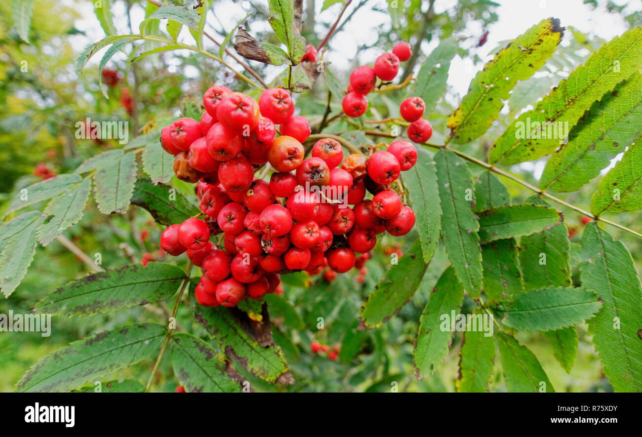 Fruits rouges sauvages de Rowan Tree Sorbus aucuparia en automne Banque D'Images