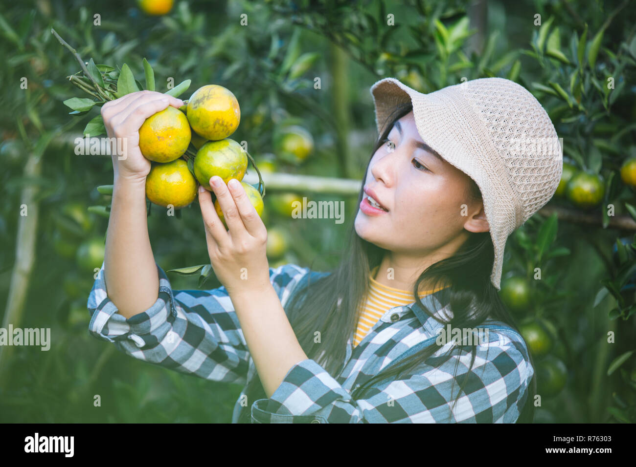 La dame d'orange,agriculteurs recueillent des jardiniers,orange Orange Garden. Banque D'Images