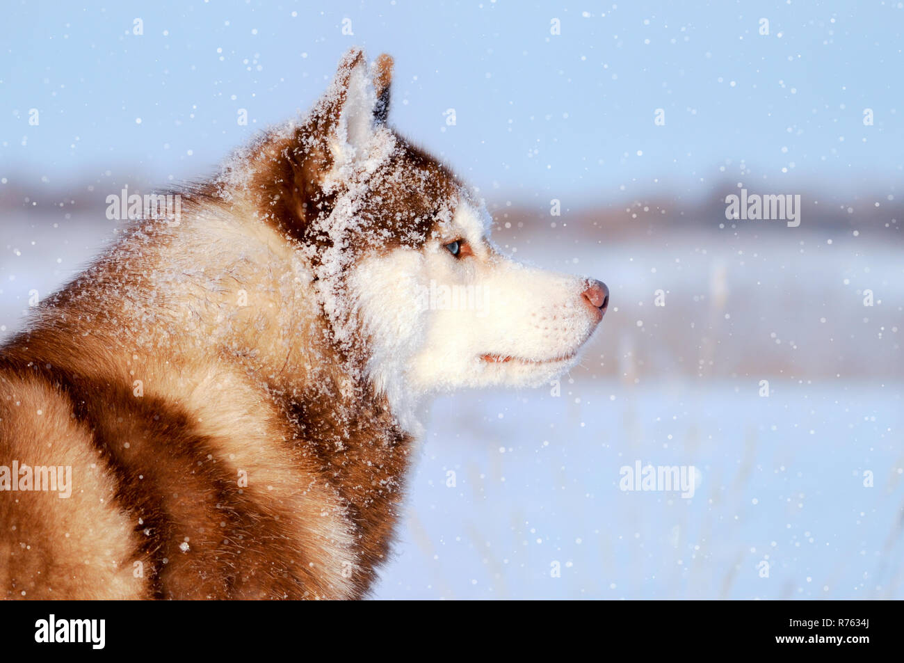 Illustration De Flocon De Neige Bleu 13167720 PNG