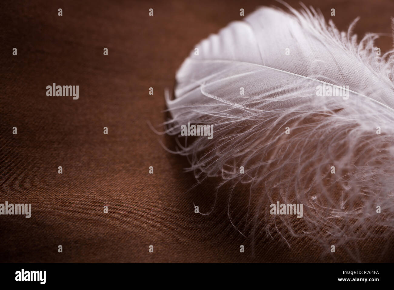 Plumes blanches de tissu brun. Libre Banque D'Images