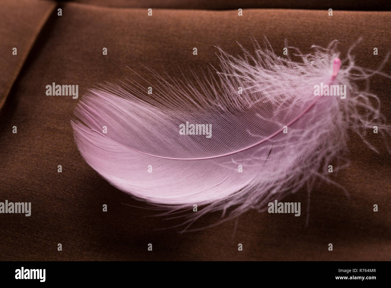 Gros plan du bon plume rose sur marron Banque D'Images