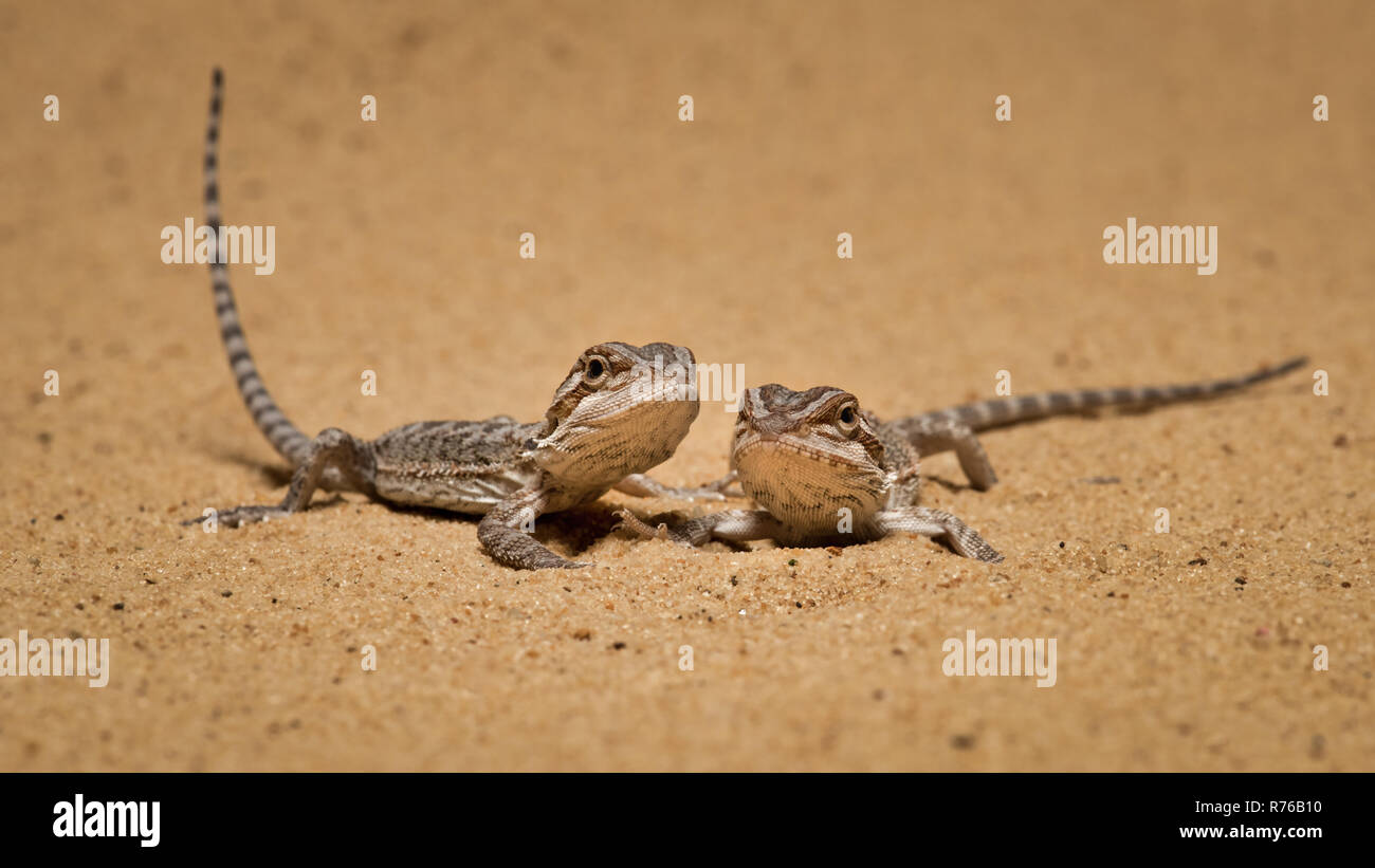 Deux dragons barbus se reposant sur le sable à la fois à l'avant Banque D'Images