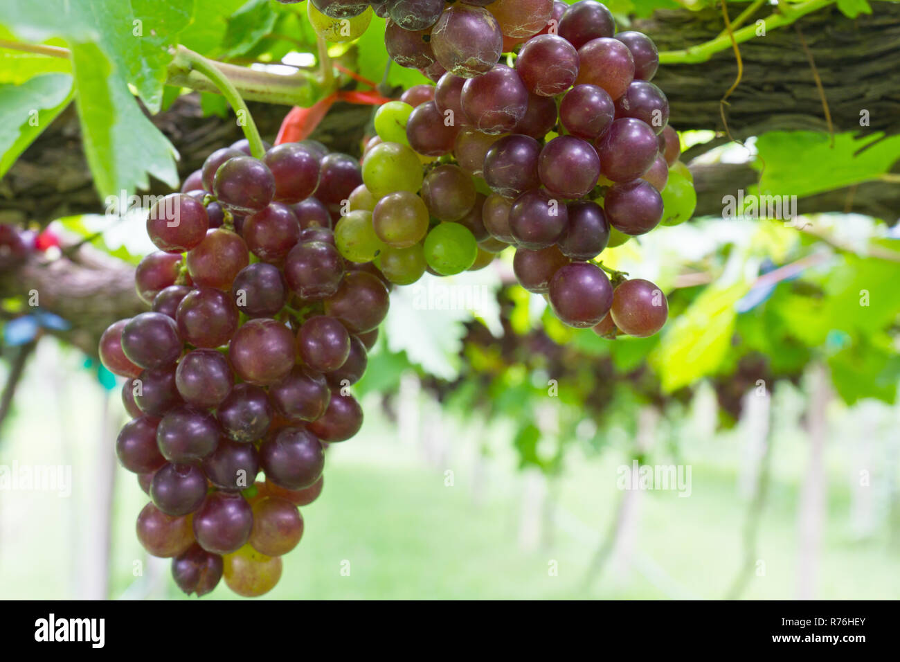 Vigne de raisin rouge Banque D'Images