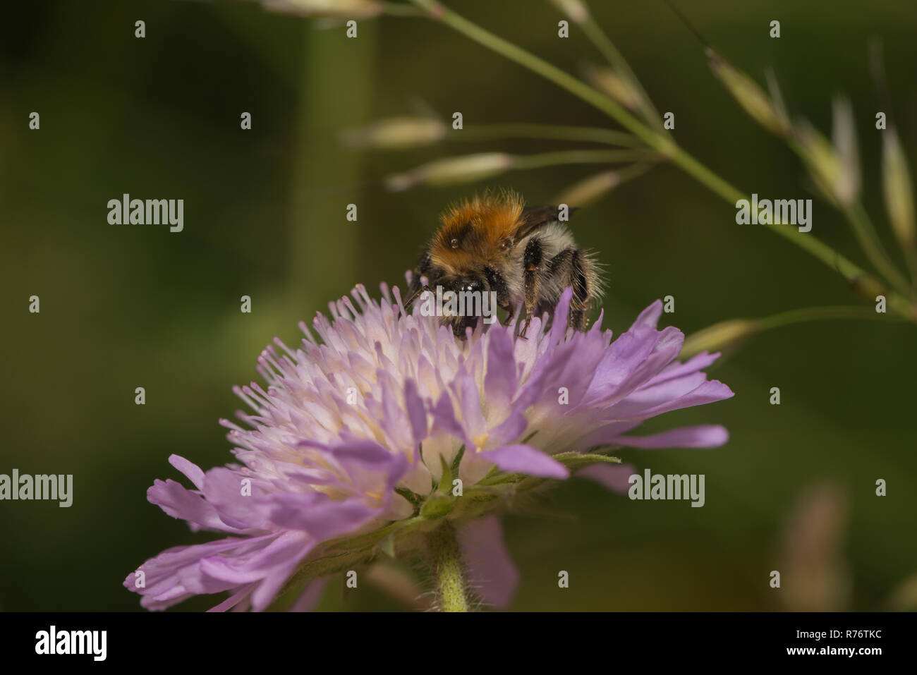 Mooshummel sur scabious flower Banque D'Images