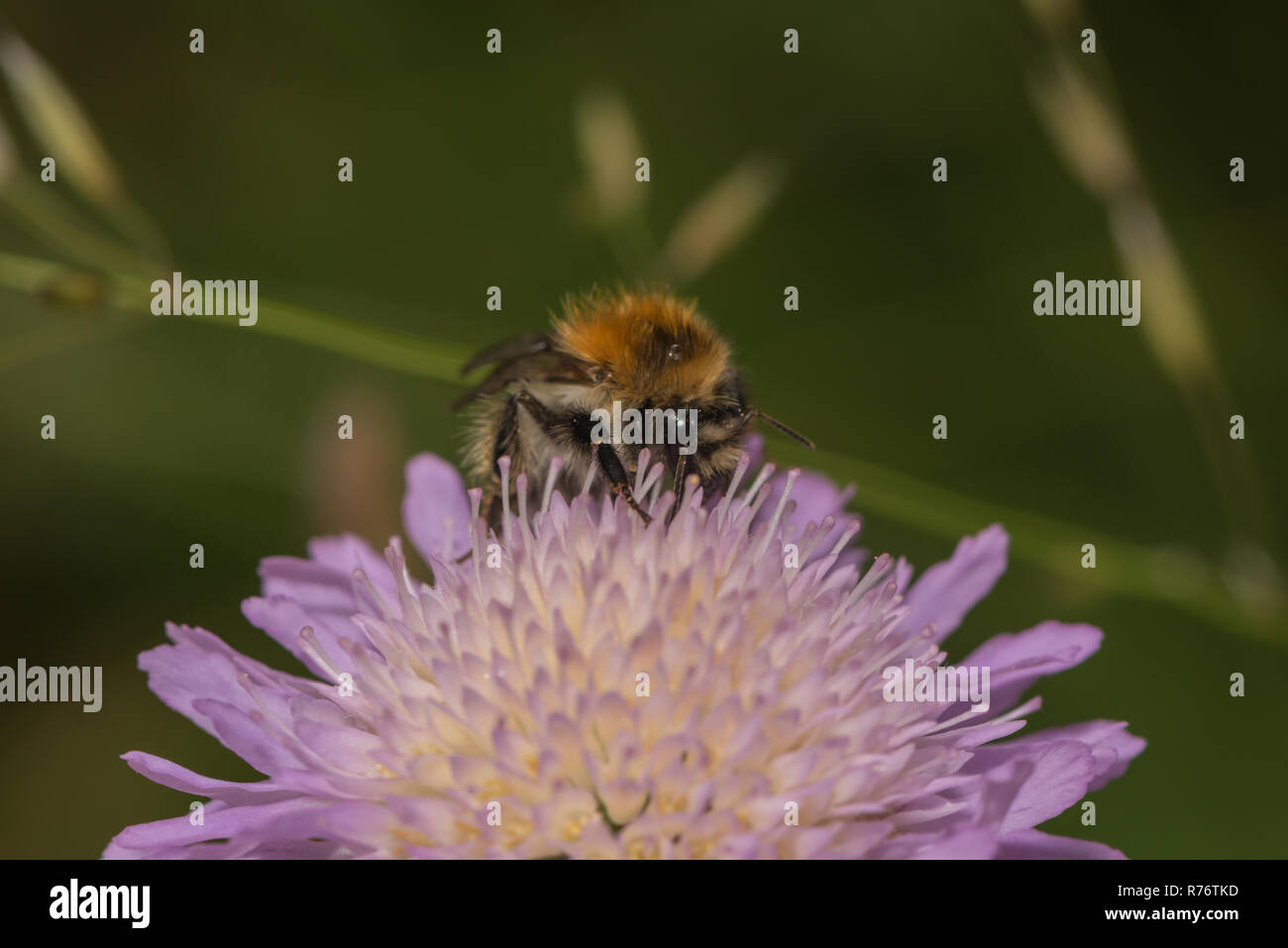 Mooshummel sur scabious flower Banque D'Images